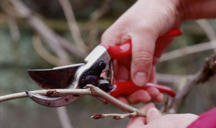 آماده سازی باغچه برای زمستان - هرس زمستانی